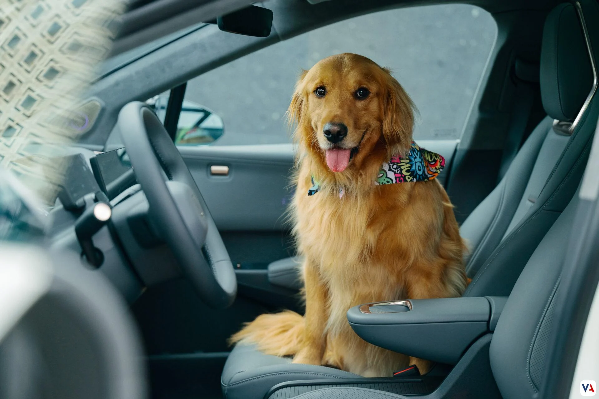 Modo Mascota en Vehículos: Un Análisis a Fondo de su Impacto en Colombia 3 Modo Mascota