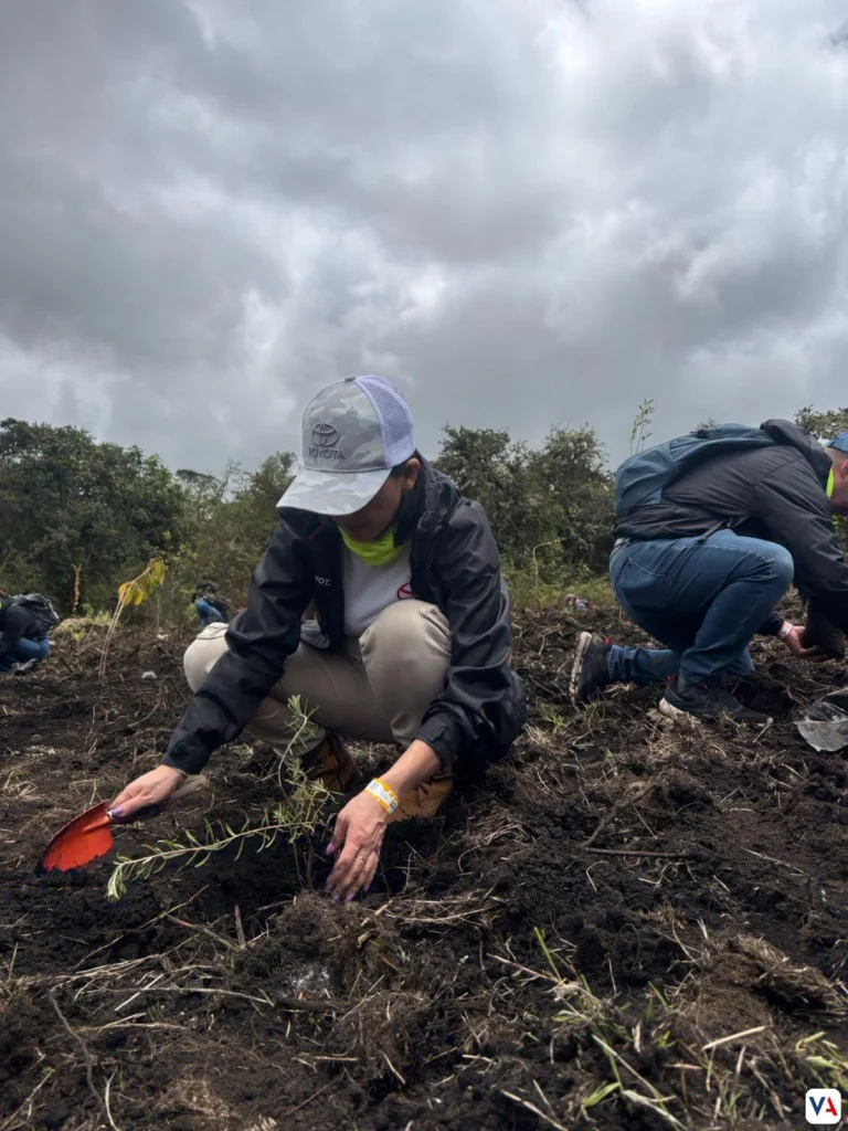 Sostenibilidad automotriz: La revolución verde de Toyota son 28.697 árboles que siembran un futuro verde 3 Sostenibilidad automotriz
